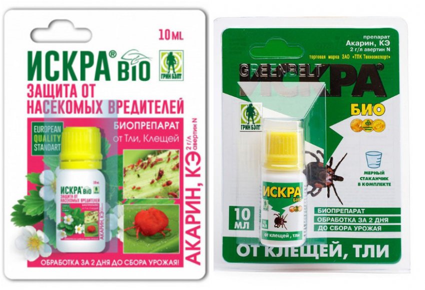 Смородина тля как бороться народные средства. 108307.pv19hc.850. Смородина тля как бороться народные средства фото. Смородина тля как бороться народные средства-108307.pv19hc.850. картинка Смородина тля как бороться народные средства. картинка 108307.pv19hc.850. Тля не только вредоносный паразит, который вытягивает все соки из смородины, но еще и переносчик опасных инфекций. Грибок – далеко не худшее, что может принести вредитель. Неизлечимые вирусы способны уничтожить целую посадку, погубить урожай и испортить почву на пару лет. Поэтому так важно своевременно бороться с тлей, а мы уже готовы рассказать, как!