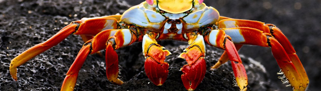 Російських корівок почнуть пригощати крабами