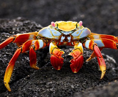 Російських корівок почнуть пригощати крабами