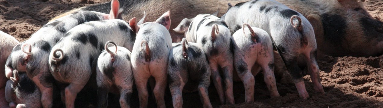 Приморське свинарство воскресає після масової атаки ящура