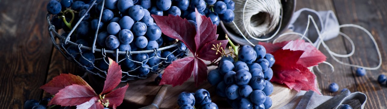 Адыгейские агропросторы урізноманітнюють промисловими виноградниками