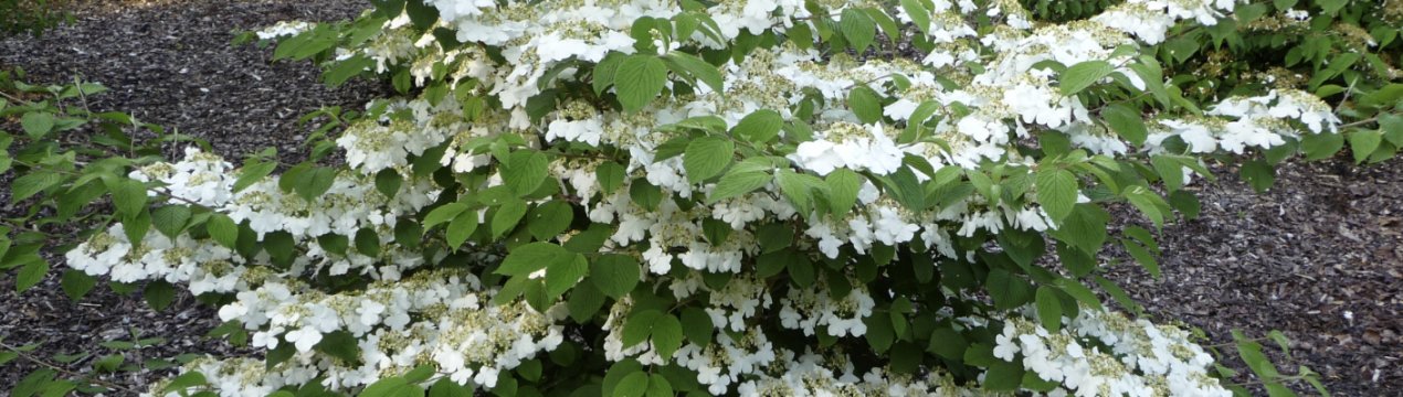 Калина складчаста