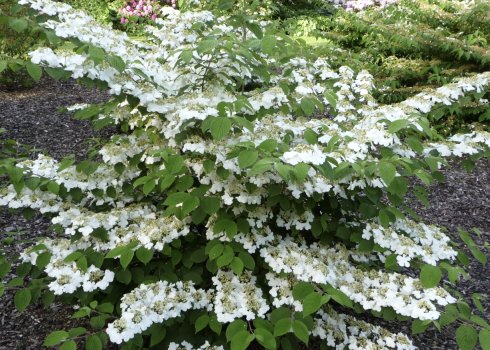 Калина складчаста