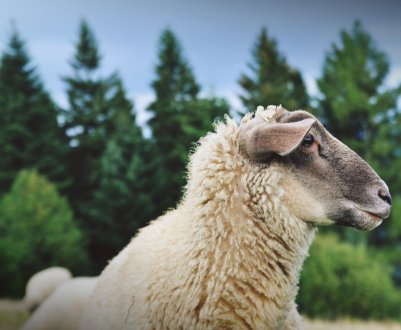 На прилавках Нової Зеландії можна знайти овече молоко, розбавлене джином