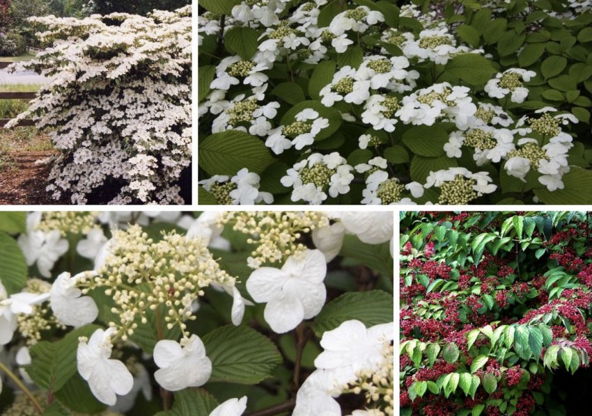 Калина Каскад