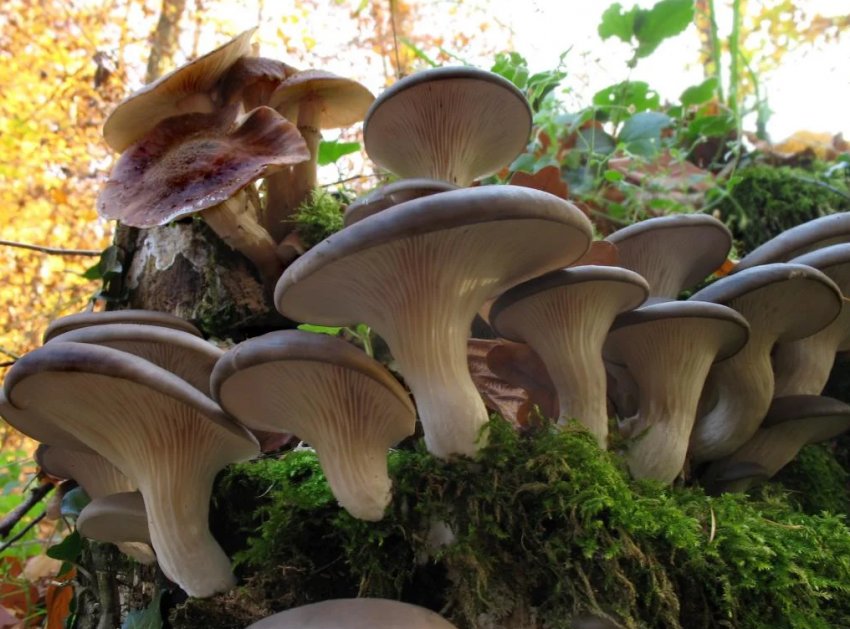 Сім'я переселенців заснувала грибну ферму в Бахмуті