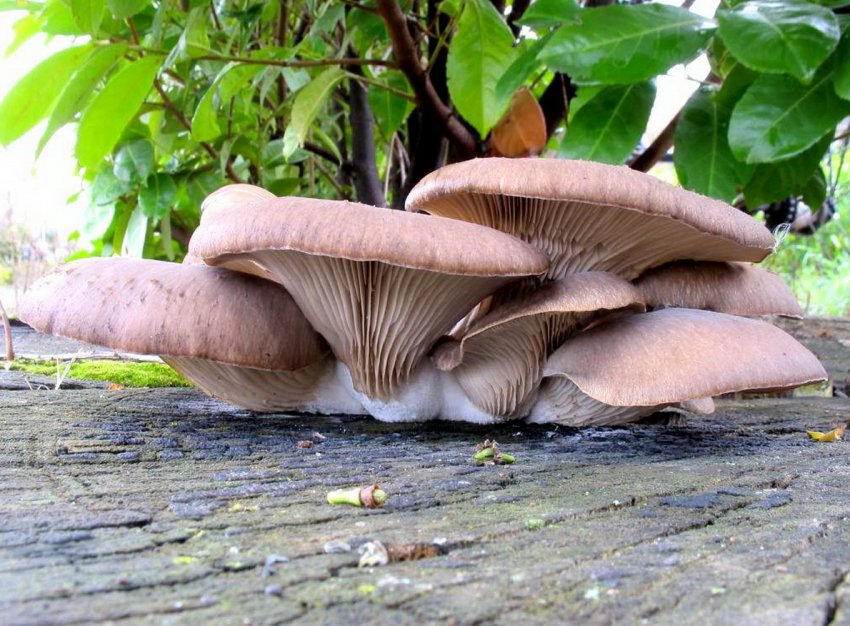 Сім'я переселенців заснувала грибну ферму в Бахмуті