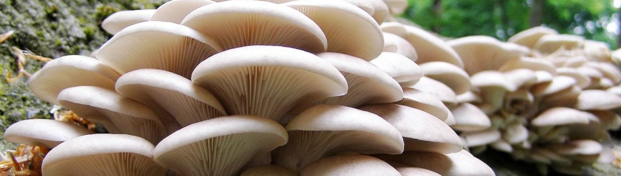 Сім'я переселенців заснувала грибну ферму в Бахмуті