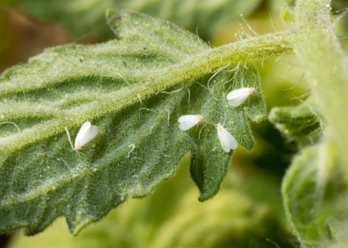 Методи боротьби з білокрилка на помідорах з допомогою хімічних і народних засобів