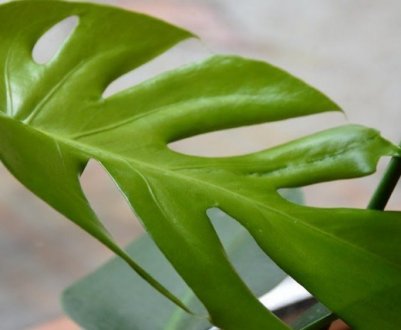 Лікування хвороб і боротьба зі шкідниками монстери в домашніх умовах