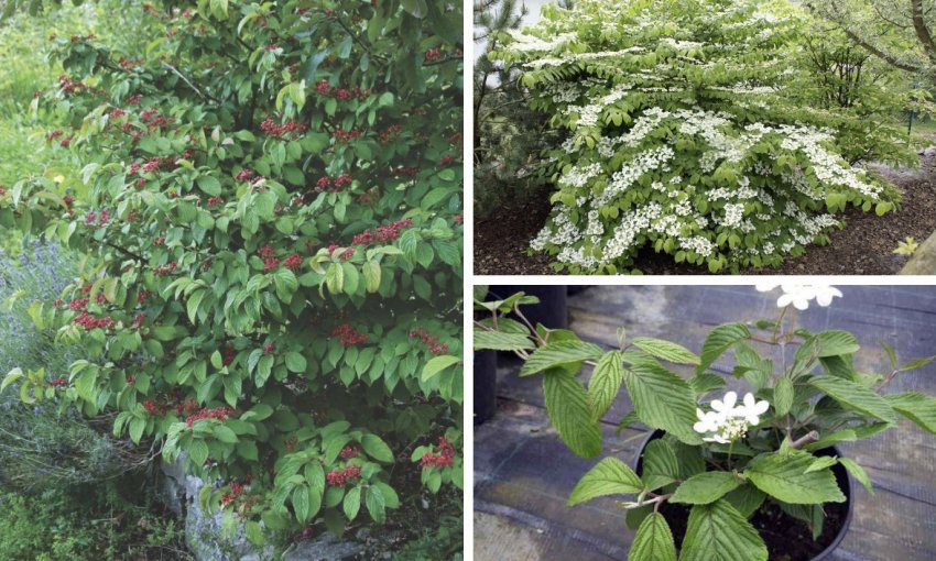 Калина Мариези