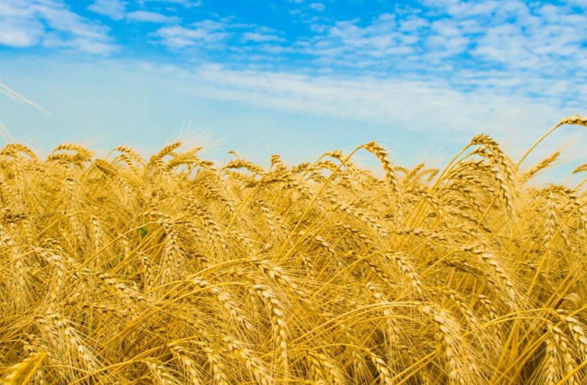 В Житомирській області горіло пшеничне поле В Житомирській області горіло пшеничне поле