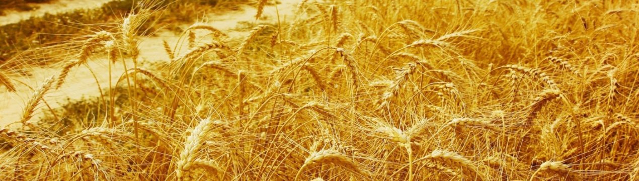 В Житомирській області горіло пшеничне поле