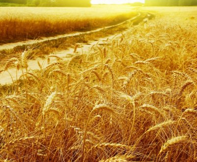 В Житомирській області горіло пшеничне поле