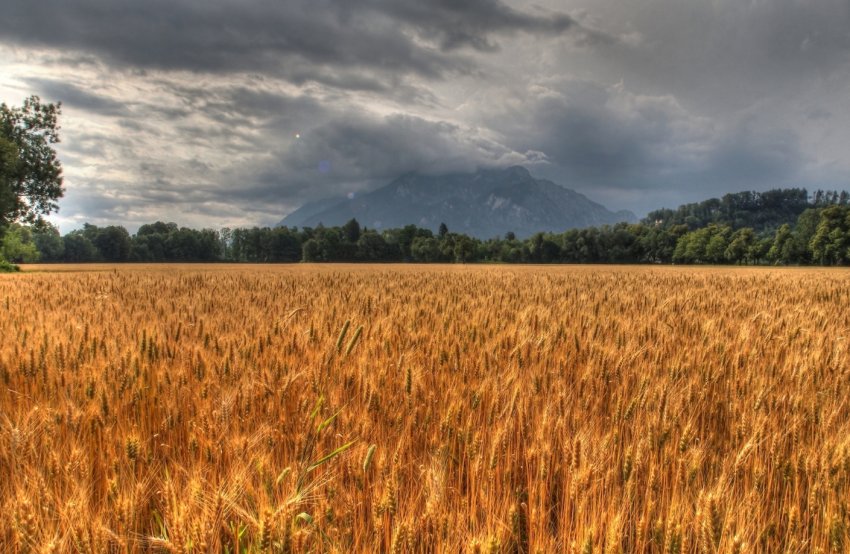В Житомирській області горіло пшеничне поле В Житомирській області горіло пшеничне поле
