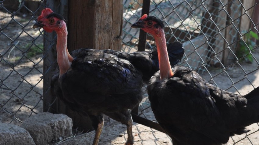 Птахофабрики Дніпра виробляють яйця з двома жовтками