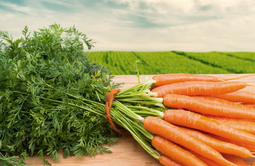 Вінницька компанія вирощує высокоурожайную органічну моркву Вінницька компанія вирощує высокоурожайную органічну моркву
