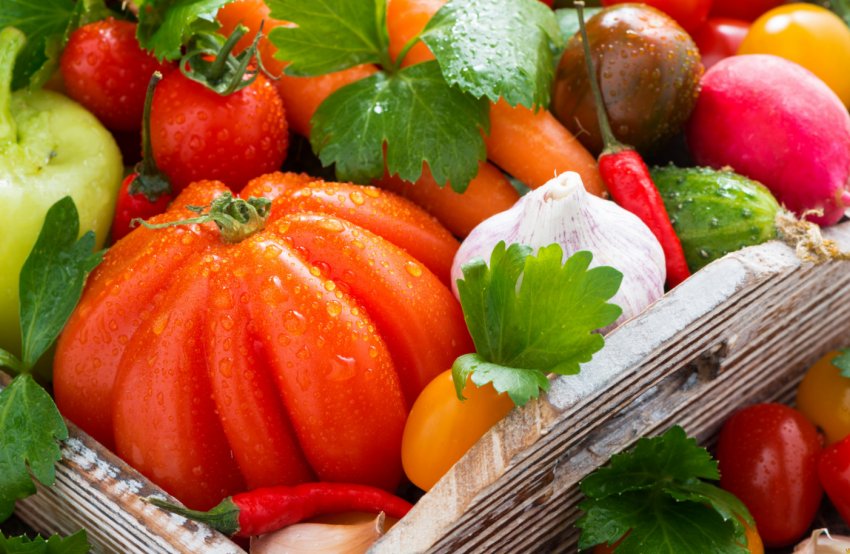 Вінницька компанія вирощує высокоурожайную органічну моркву Вінницька компанія вирощує высокоурожайную органічну моркву