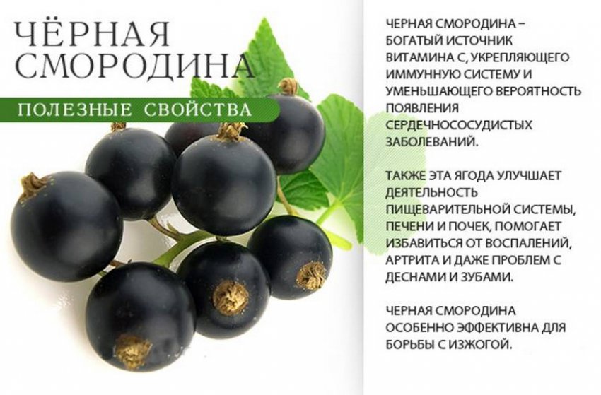 Користь смородини Користь смородини