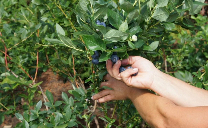 Збір врожаю лохини