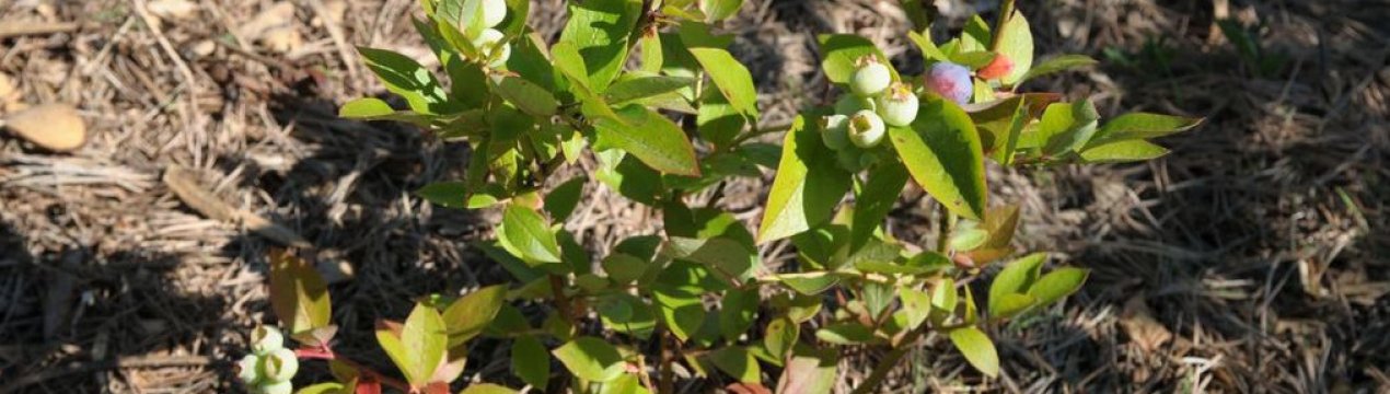 Посадка і догляд за лохиною в Підмосков'ї