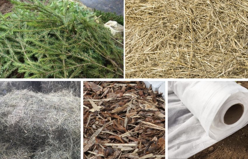 Матеріали для мульчі під складчасту калину