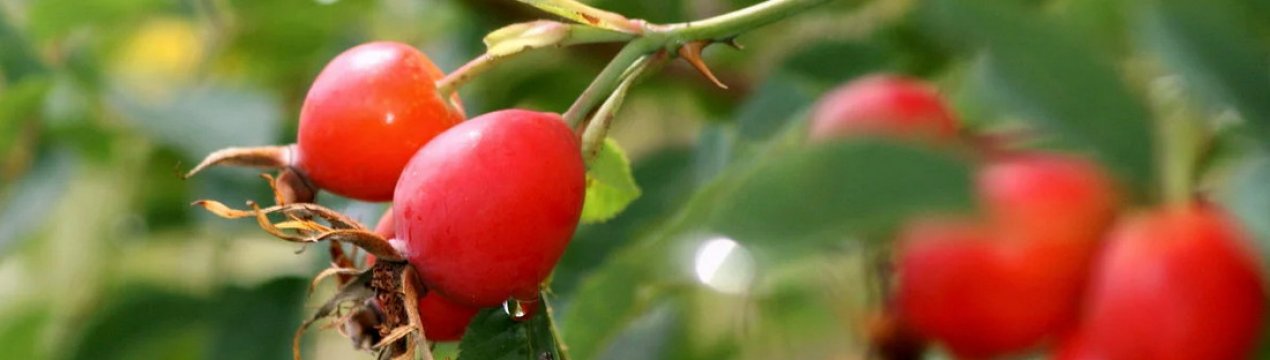 Є шипшина сечогінним засобом