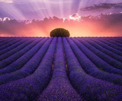 Перший урожай лаванди зібрали на Закарпатті