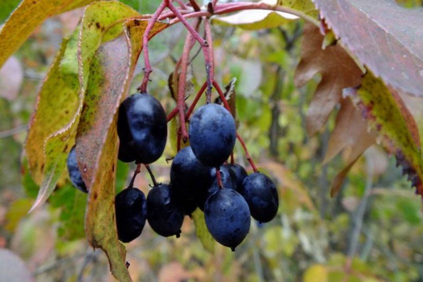 Калина Канадська Калина Канадська