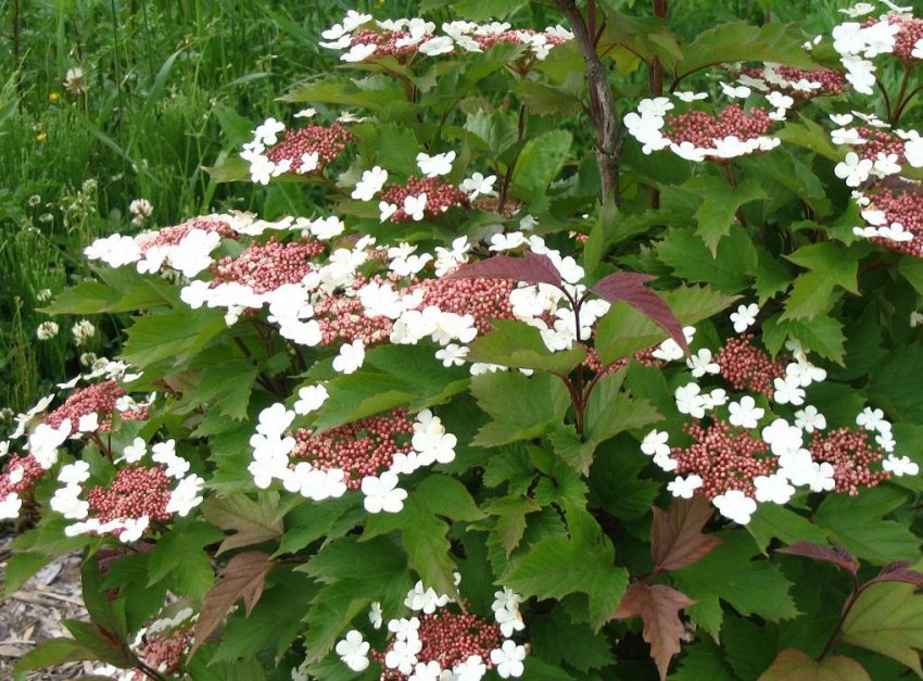 Калина Саржента Калина Саржента