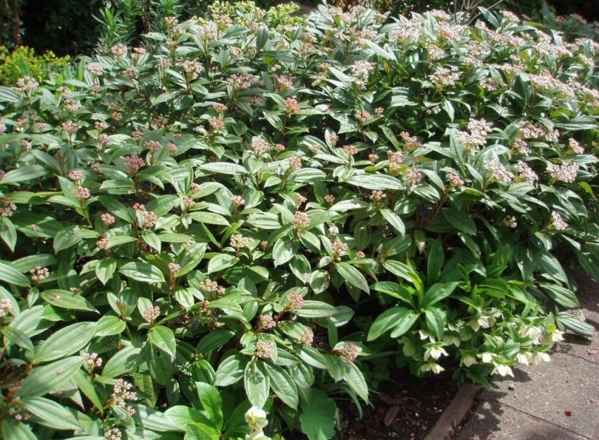 Калина Давида Калина Давида