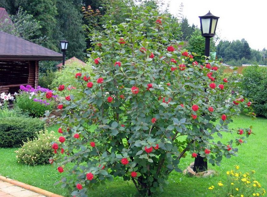 Калина в ландшафтному дизайні Калина в ландшафтному дизайні