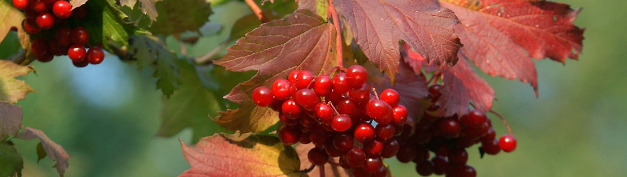 Опис калини звичайної та особливості її вирощування