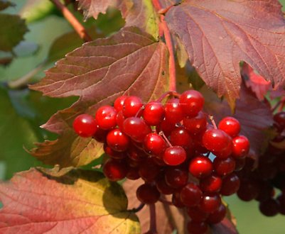 Опис калини звичайної та особливості її вирощування