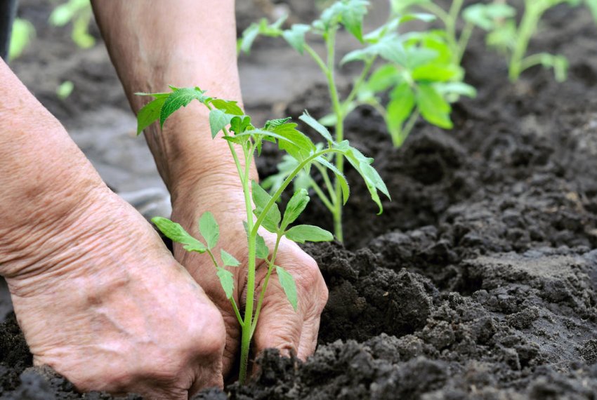 Висадка розсади