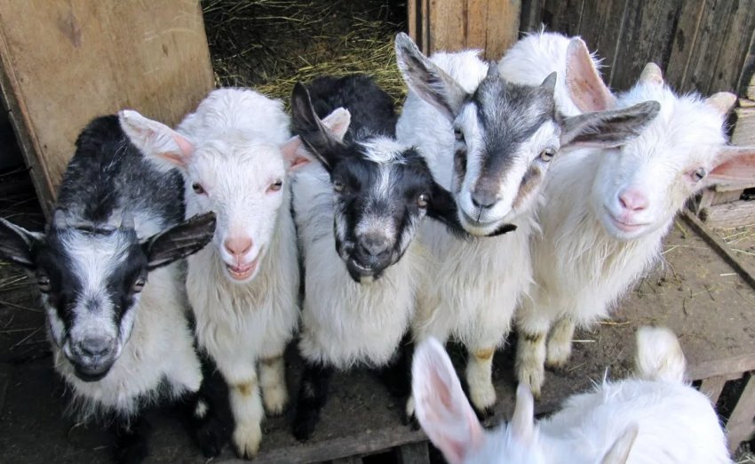 Агросектор Татарстану зацікавив іранських інвесторів Агросектор Татарстану зацікавив іранських інвесторів