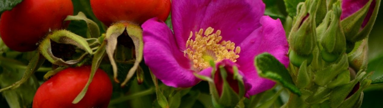 Користь і шкода відвару шипшини: для чого заварюють