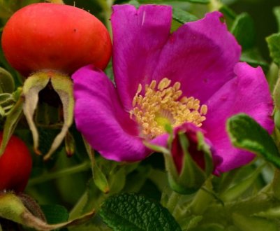 Користь і шкода відвару шипшини: для чого заварюють