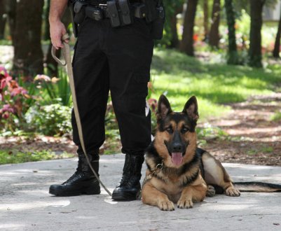 Британські фермери вимагають підвищити кількість собак, які допомагають боротися зі свинячою чумою