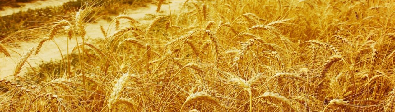 У Житомирській області вогонь знищив 3,5 гектара пшениці