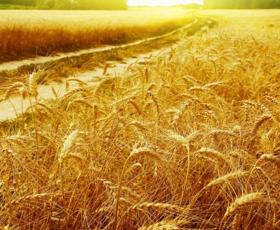 У Житомирській області вогонь знищив 3,5 гектара пшениці