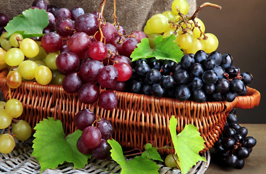 Адыгейские агропросторы урізноманітнюють промисловими виноградниками Адыгейские агропросторы урізноманітнюють промисловими виноградниками