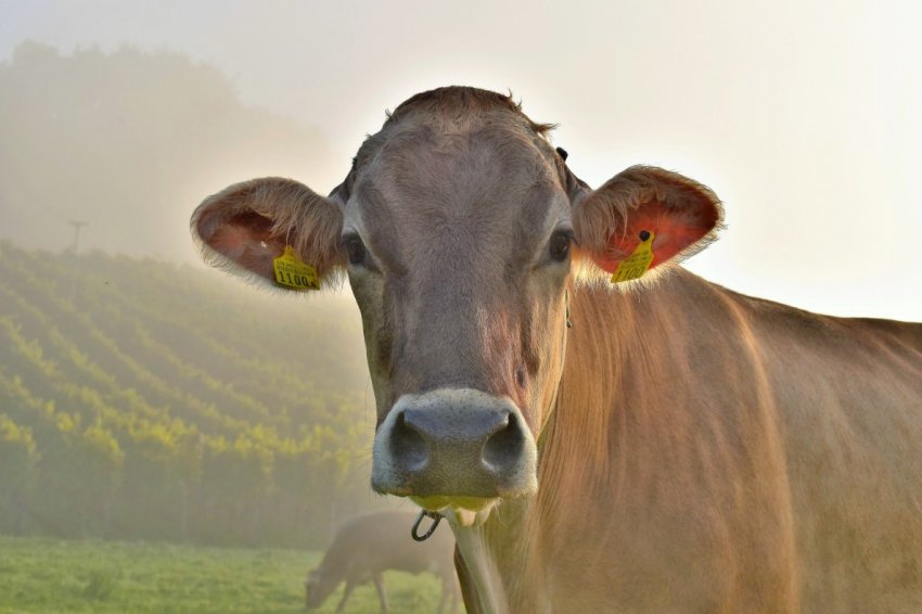 Під Рязанню будується «городок» для корів: з гуртожитками, пологовим та офісами