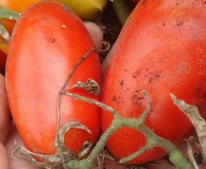 Томат «Дамські пальчики»: опис сорту, особливості вирощування та догляду