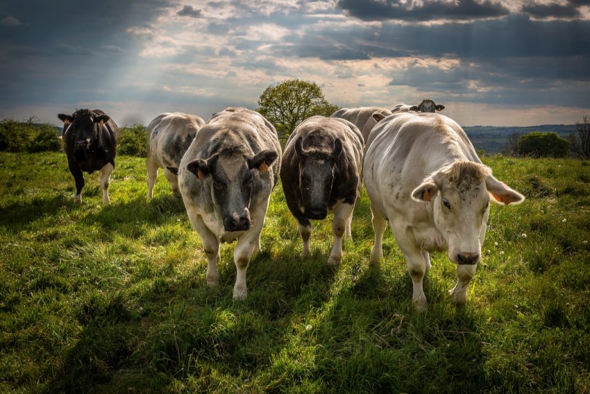 Під Рязанню будується «городок» для корів: з гуртожитками, пологовим та офісами