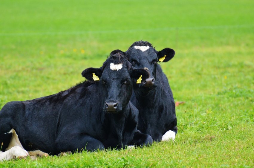 Російських корівок почнуть пригощати крабами