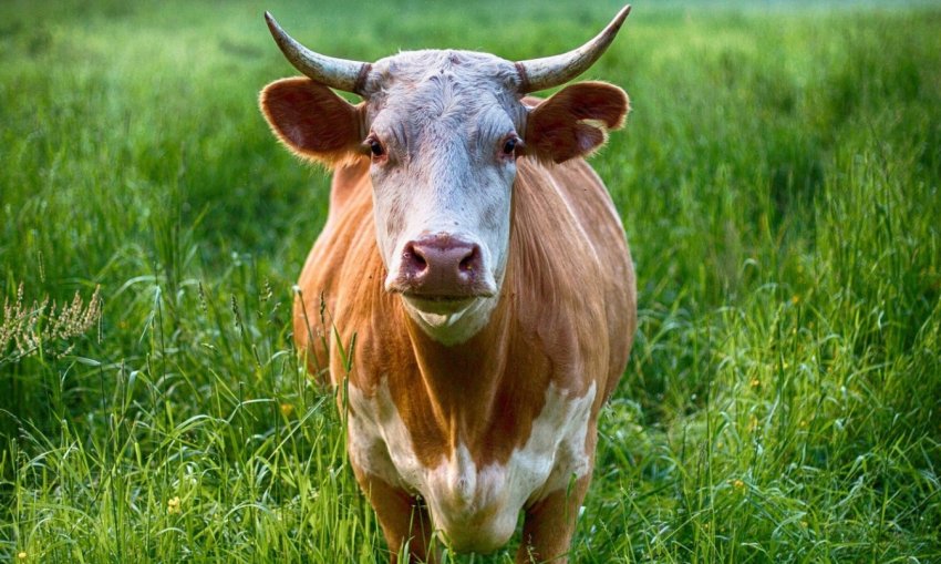 Німеччина фінансово підтримає безприв'язне утримання корів Німеччина фінансово підтримає безприв'язне утримання корів