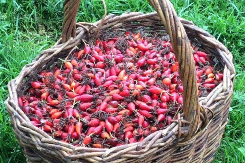 Збір шипшини