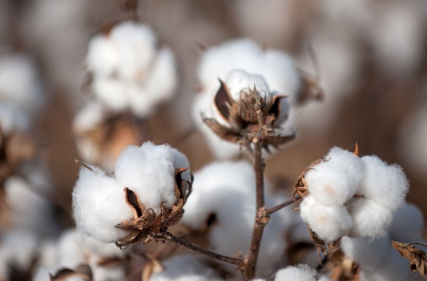 Індія скоротила посіви літніх культур майже на 7 відсотків Індія скоротила посіви літніх культур майже на 7 відсотків