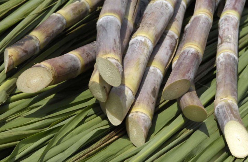 Індія скоротила посіви літніх культур майже на 7 відсотків Індія скоротила посіви літніх культур майже на 7 відсотків